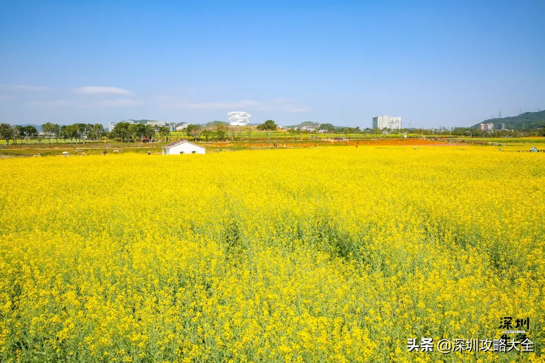 「乳鸽线」来了！今年坐地铁直达光明，打卡网红浮桥