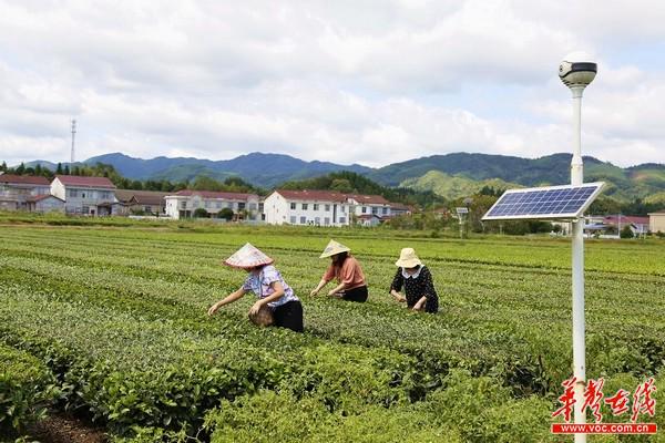 5G守护绿水青山 中国电信助力茶叶之乡打造智慧茶旅小镇